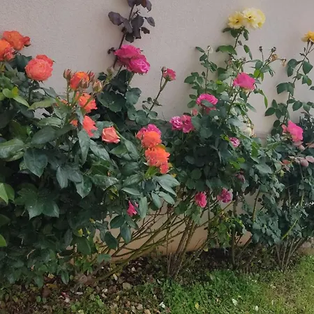 Casa Delle Rose-2